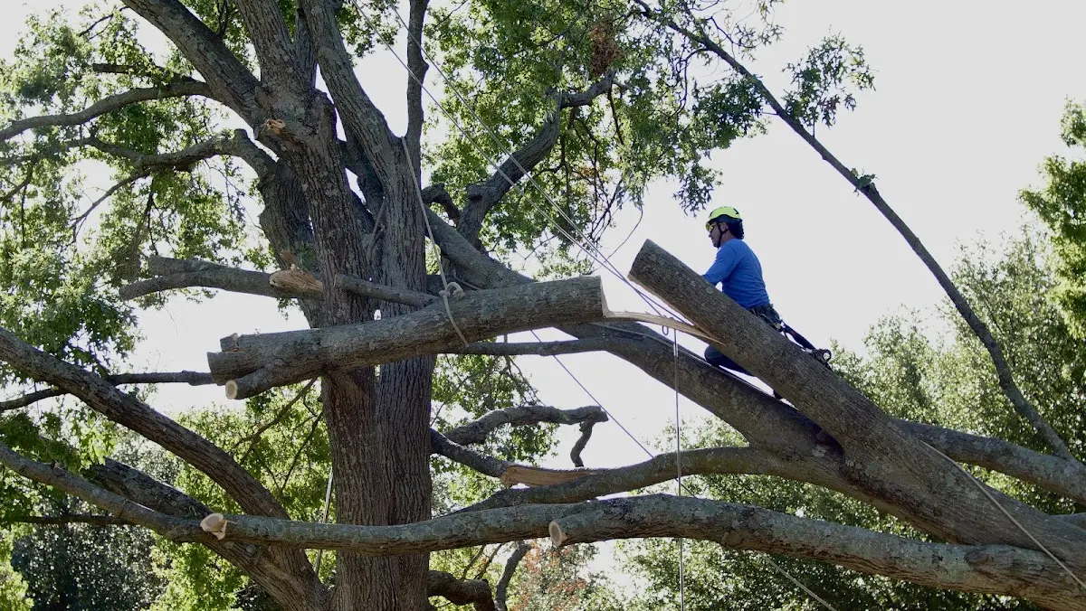 Professional Crown Thinning performed by certified arborists in De Beque