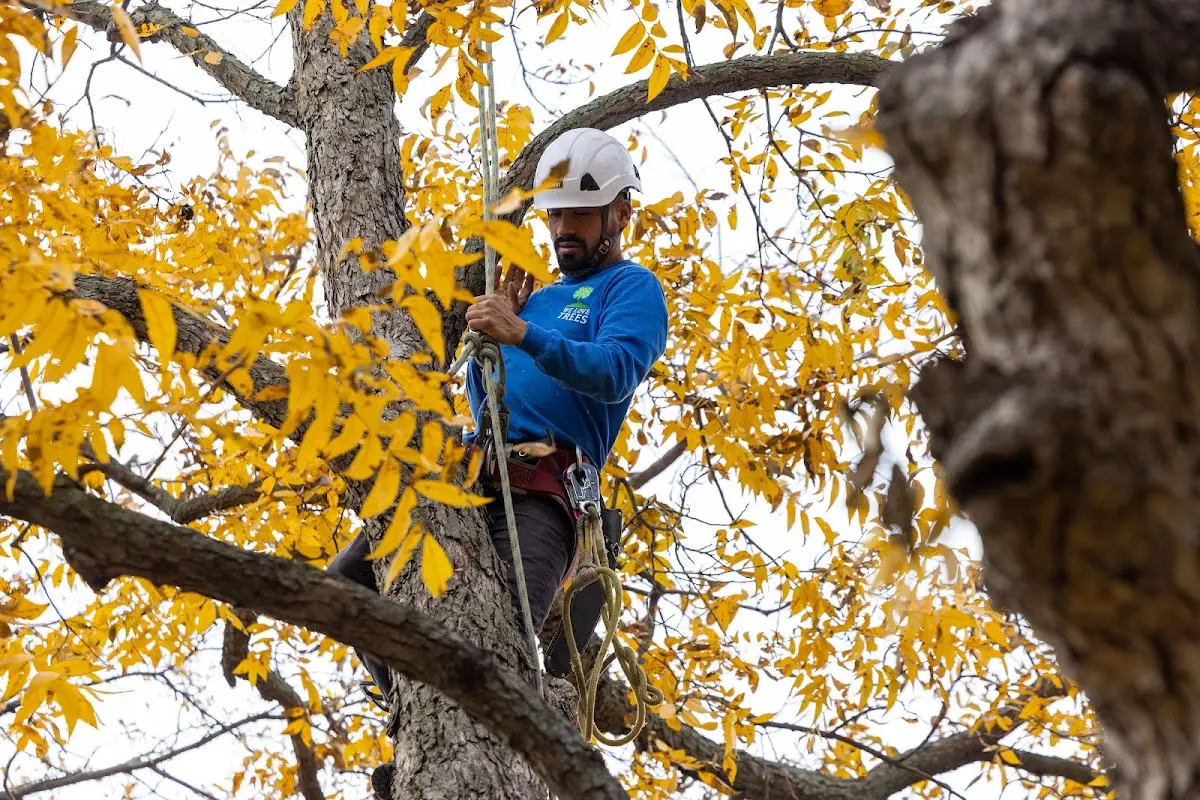 Skilled Tree Pruning crew working in De Beque