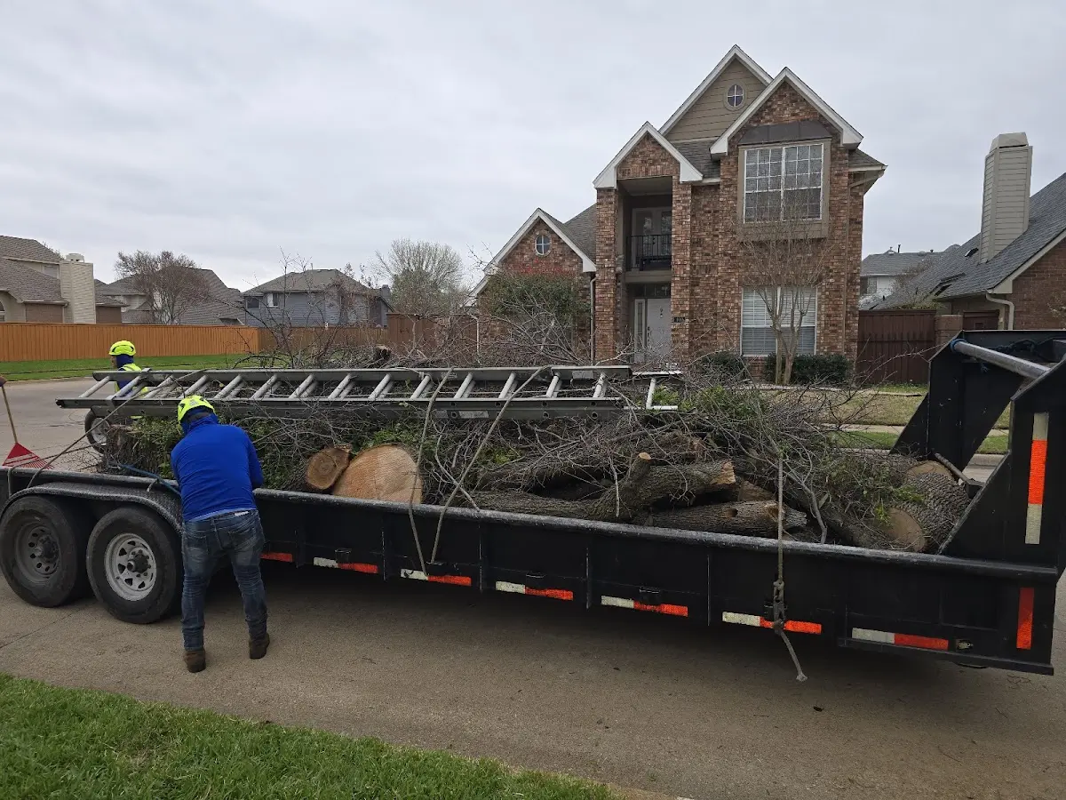 Expert Tree Removal with proper safety equipment in De Beque